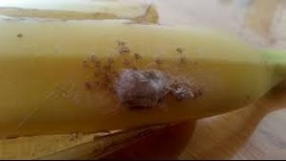 Potentially Deadly Spiders Found in Supermarket Banana [upl. by Nevarc]