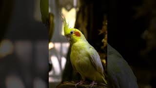 Cockatiel singing The final countdown COCKATIEL TRAINING [upl. by Odnamla881]