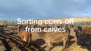 Treating Cattle Herd With Dewormer and Vaccines [upl. by Ahsauqal]