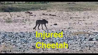 Injured Cheetah [upl. by Ahseken430]