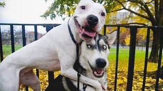 The most DRAMATIC DOGS moments ever 🤣🐶 NEW Funny Dog Videos [upl. by Belicia76]