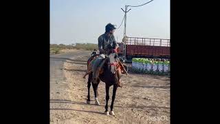 Toral ghodi horse [upl. by Nylirac575]