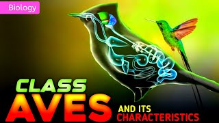 CLASS AVES  PHYLUM CHORDATA  ANIMAL KINGDOM  3D ANIMATION [upl. by Ttegirb494]