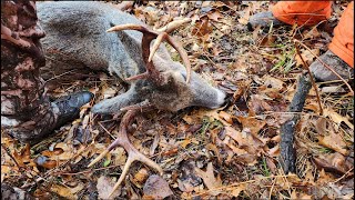 2024 MN Deer Opener  A Nice 8pt Buck [upl. by Valora]