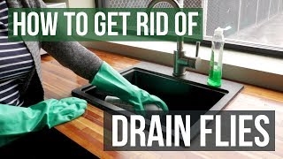 How to Get Rid of Drain Flies 4 Easy Steps [upl. by Attelra]