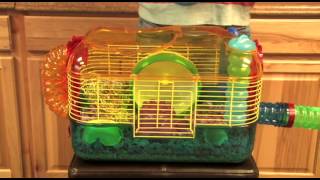 DWARF HAMSTERS  Carefresh happy habitat [upl. by Tryck276]