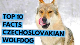 Czechoslovakian Wolfdog  TOP 10 Interesting Facts [upl. by Ilyk]