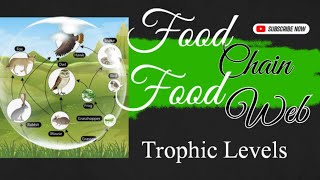 Concept of Food ChainFood Web amp Trophic LevelsEnvironmental biologyEcosystem [upl. by Bernetta]