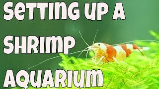 How to set up a 15 gallon freshwater aquarium  Shrimp Tank [upl. by Sigsmond]