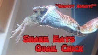 Snake Fails at using Gravity Assist  Eats Quail Chick anyway [upl. by Arikahc]