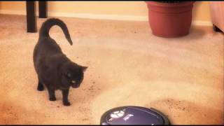 Roomba quotTerminator vs Catquot [upl. by Gnirol780]