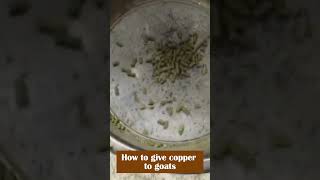 How to give copper to goats [upl. by Enimaj943]