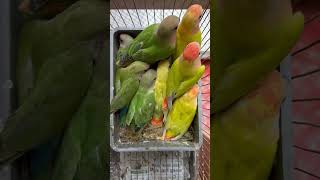 Lovebird Baby birds lovebirds parrot birdsell mirpur1birdmarket [upl. by Gadmann412]