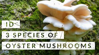 Identification of three species of wild Oyster Mushrooms [upl. by Rehposirhc]