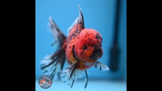 Tiger Rose Tail Oranda 6 inches  Male 241115OR15 [upl. by Ahsienot]