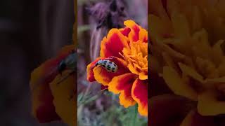 Leaf Beetle on Marigolds [upl. by Calore]