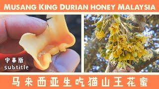 喝猫山王榴莲花蜜 Musang King Durian Honey subtitle [upl. by Noek156]