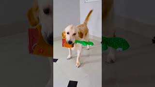 मेरा डॉगी घर के सारे काम करता है😭funnydogs shorts [upl. by Nylsej]