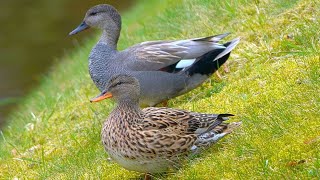 How the New Gadwall Duck Couple Came Together 4K [upl. by Remled]