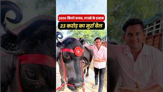 23 करोड़ का मुर्रा बैल  2000 किलो वजन लाखो के इनाम dairyfarming murrah farming agribusiness [upl. by Anrak]