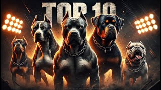 Top 10 Most Muscular Dogs [upl. by Sorcha]