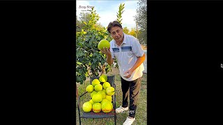 Home Grown Pomelo  Pomelo Fruit Picking [upl. by Leikeze]