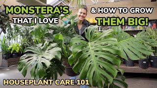 BEST Monstera amp Growing Them BIG Monstera Care Light Repotting Soil Water  Houseplant Care 101 [upl. by Kumagai]