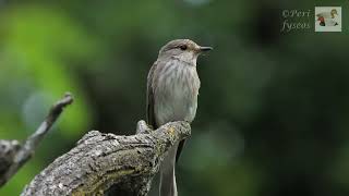 Il Pigliamosche e i suoi atteggiamenti The Flycatcher and his attitudes Muscicapa striata [upl. by Nidraj]