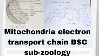 mitochondria electron transport chain BSC subzoology [upl. by Archibold865]