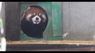 Enoki the Red Panda and the Hole of Emergence [upl. by Abehsat]