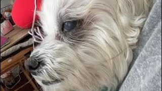 What happened to my dog Benny Navigating Grief And Finding Closure After Euthanizing A PetPART2 [upl. by Sueddaht]