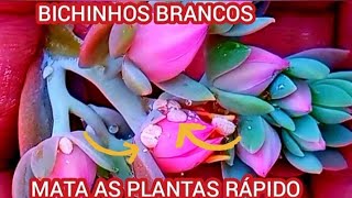 2 DICAS CONTRA COCHONILHASACABE COM ELASANTES QUE ELAS ACABEM COM SUAS PLANTAS [upl. by Milone]