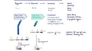 Brandls Basics Tand Bcell development [upl. by Luella]