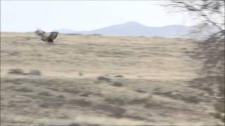 Uppland buzzard nest with chick in Mongolia [upl. by Nylirej]