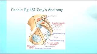 Year 2 Revision Lecture  Pelvis Anatomy [upl. by Jory]