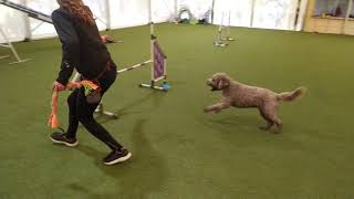 Agility training  lagotto romagnolo  2222021 [upl. by Esor]