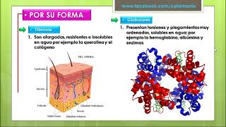 BIOMOLÉCULAS ORGÁNICAS  PROTEINAS  Cotamania [upl. by Kippar946]