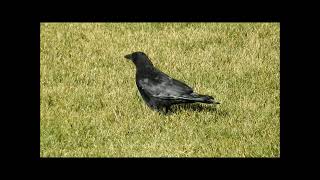 Crow in my backyard [upl. by Athalee87]