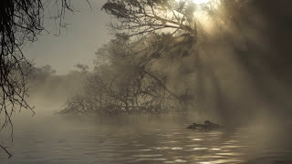 Manateealligator interaction RARELY FILMED BEFORE [upl. by Mallin697]