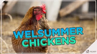 All About Welsummer Chickens [upl. by Oirramaj]