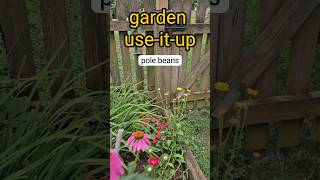 Pole bean harvest garden harvest vegetables shorts youtubeshorts [upl. by Perry]