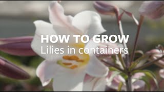 How to grow Lilies in containers  Grow at Home  Royal Horticultural Society [upl. by Eelah]