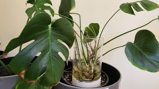 Monstera Deliciosa Propagation with all updates [upl. by Sedinoel913]