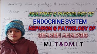 ANATOMY AND PHYSIOLOGY OF ENDOCRINE SYSTEM NEPHRON amp PATHOLOGY OF SEAMEN ANALYSIS MLT DMLT [upl. by Lechner]