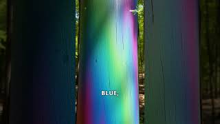 The Rainbow Eucalyptus Natures Colorful Tree [upl. by Josh]