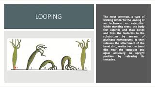 Biology  Phylum Cnidaria  Locomotion in Hydra [upl. by Remmos]