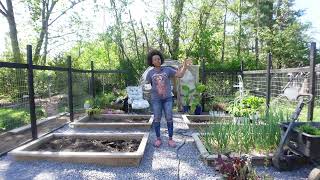 Veggie Garden Update Pulling Weeds amp Adding Gravel  Gardenaddictz [upl. by Aneelad]