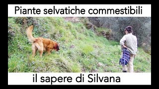 piante selvatiche commestibili  il sapere di Silvana [upl. by Hen70]