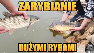 ZARYBIENIE MOJEGO STAWU DUŻYMI RYBAMI  karp amur  zarybianie oczka wodnego  LFW [upl. by Leonidas]