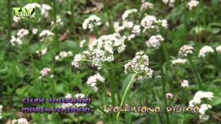 Kleine Valeriaan  Marsh Valerian  Valeriana dioica [upl. by Annecorinne]